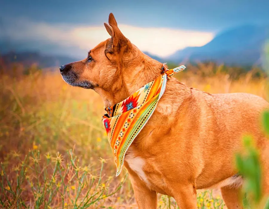 Dog Bandana in Lahore