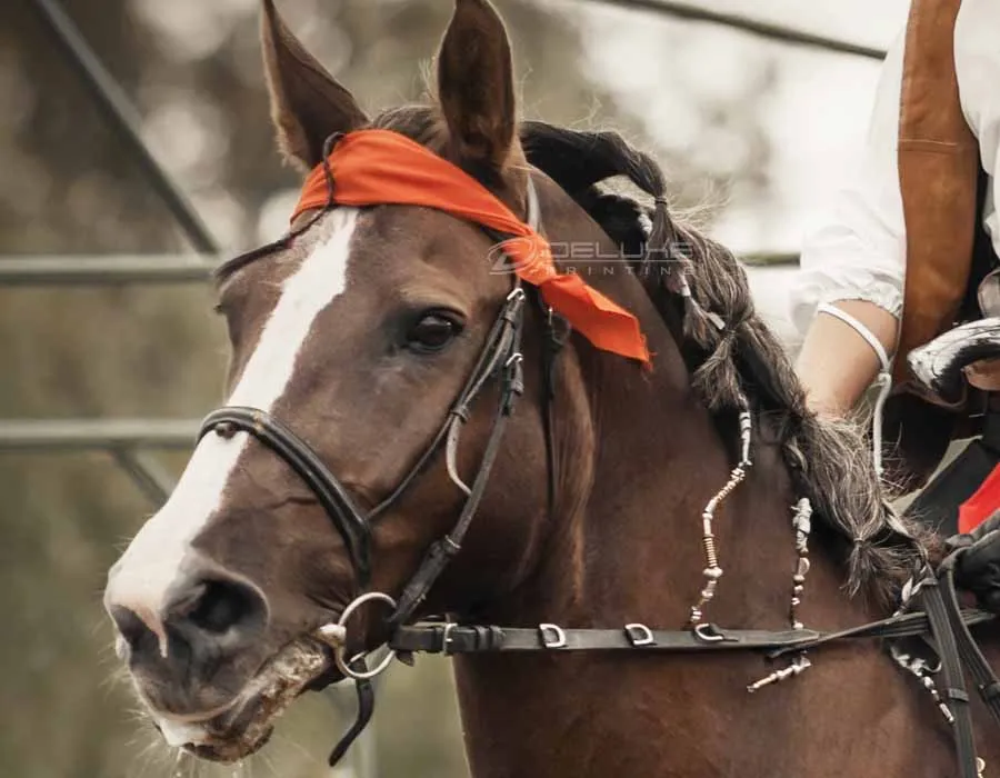 Horse Bandana in Lahore